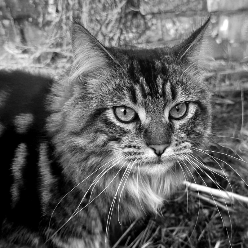 Roary