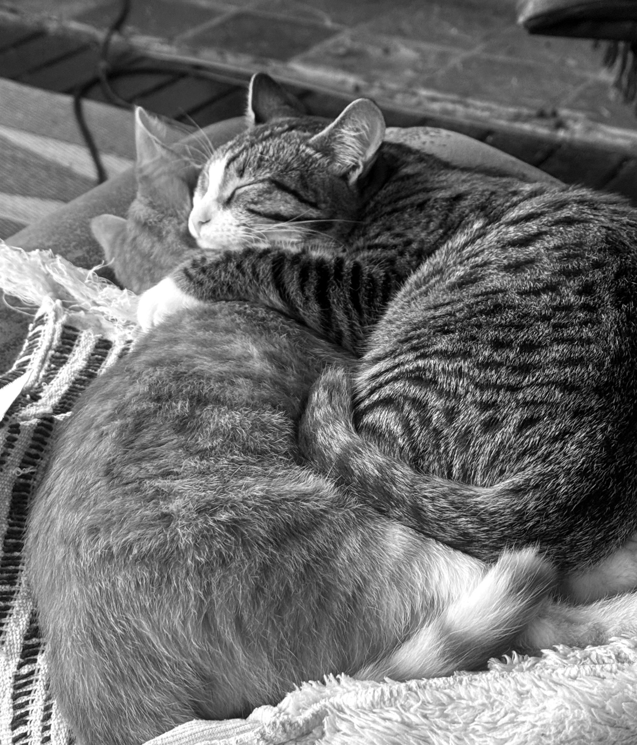 cats 2 scaled