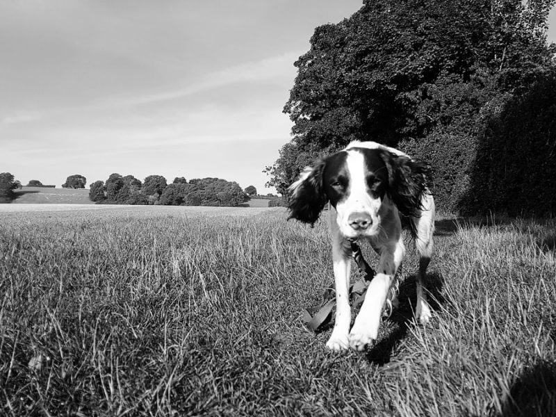 Paruls-Dog Paruls-Dog