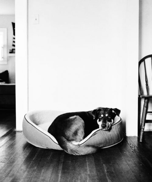 jacks-dog jacks-dog